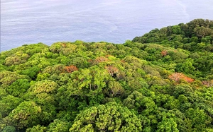 Discover 2 'green lungs' added to Ho Chi Minh City after administrative merger- Ảnh 15.