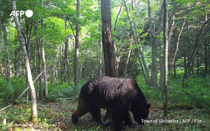 Japan to use extra budget to address bear attacks- Ảnh 3.