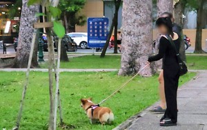 4-year-old girl mauled by loose dog at coastal square in Ho Chi Minh City  - Ảnh 3.