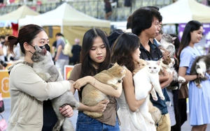 Mèo ta, mèo Tây cùng khoe sắc tại Lễ hội Giáng sinh thú cưng 2025 - Ảnh 27.