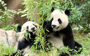 Japan's last 2 giant pandas are headed to China and fans just can't bear it- Ảnh 7.
