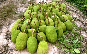 Vietnam’s Mekong Delta jackfruit farmers struggle amid price collapse- Ảnh 4.