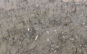 Vietnam military mobilizes forces to contain oil spill at Dung Quat- Ảnh 7.