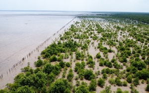 Unilever pledges to plant another 1 million trees in Vietnam- Ảnh 4.