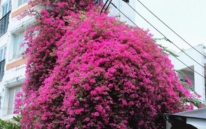 6 điểm chụp ảnh mùa hè đẹp nhất ở TP Gò Công, Tiền Giang- Ảnh 15.