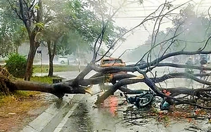 Falling tree injures 2 near Hanoi’s West Lake- Ảnh 3.