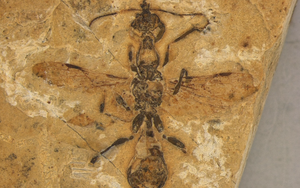 Pterosaur fossil found in Japan identified as new species - Ảnh 2.