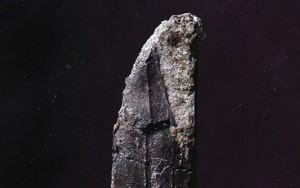 Scientists find 74-million-year-old mammal fossil in Chile - Ảnh 3.