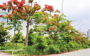 Tản văn: Lá thư chưa gửi- Ảnh 2.