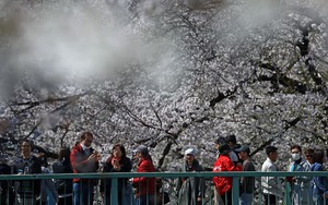 Foreign visitors to Japan hit record high for October- Ảnh 2.