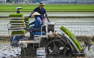 Japan key rice price hits record high amid thin trade in May - Ảnh 2.