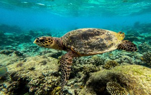 Vietnam eyes sustainable ocean investment at Monaco blue economy forum- Ảnh 1.