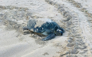 17 rare albino sea turtles hatch on Vietnam’s Con Dao Island- Ảnh 3. 17 rare albino sea turtles hatch on Vietnam’s Con Dao Island- Ảnh 3.