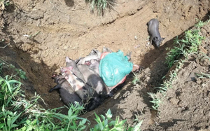 African swine fever outbreak hits Da Nang ward- Ảnh 5.