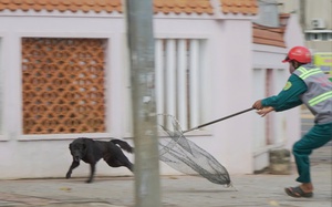 5-year-old Vietnamese boy suffers serious facial injuries after dog attack at home- Ảnh 2.