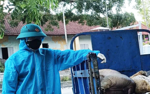 Vietnam warns of food supply disruptions as African swine fever spreads - Ảnh 1.