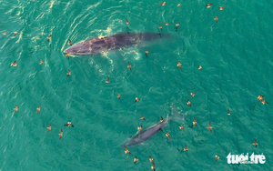 Nearly 100 whales spotted off Vietnam’s Phu Quy island - Ảnh 4.