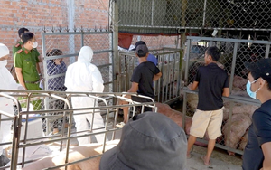 Vietnam police bust ring digging up dead, diseased pigs for sale - Ảnh 3.