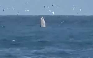 7-tonne whale carcass found in Vietnam’s Lam Dong - Ảnh 3.