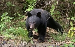 Bear attacks claim record 7 lives in Japan so far in FY 2025- Ảnh 2.
