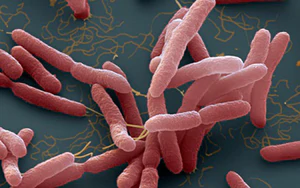 ietnam’s Dak Lak records 4 Whitmore’s disease cases, including one death - Ảnh 2.
