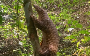 Authorities seize 75 iguanas kept without permits in Ho Chi Minh City - Ảnh 5.