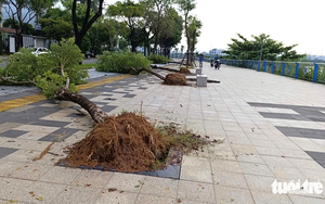 Storm Bualoi leaves 19 dead, 13 missing, widespread destruction in Vietnam - Ảnh 3.