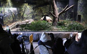2 pandas arrive in China from Japan- Ảnh 2.