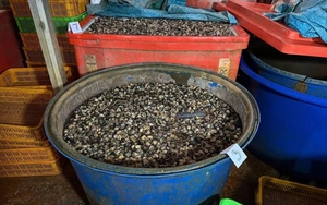 Suspect details ‘formula’ behind 3,000 tonnes of chemical-soaked snail meat in Ho Chi Minh City- Ảnh 4.