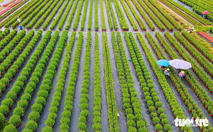 In photos: Ho Chi Minh City blooms with new year decorations- Ảnh 9.