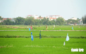 Why Poland’s Prime Minister chose Hoi An as his first stop in Vietnam - Ảnh 6.