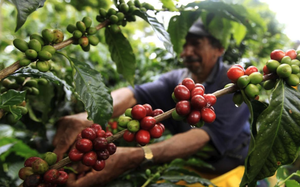 Why Vietnam’s world-leading Robusta is still treated as a ‘filler’ coffee- Ảnh 4.
