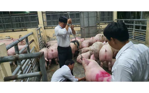 Vietnam man orders mountainous braised pork online, gets pig knuckles shipped from Hanoi - Ảnh 7.