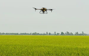 Vietnam steps up sci-tech application in agriculture - Ảnh 2.