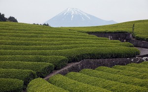 Japan green tea exports jump in FY 2025 amid global matcha boom - Ảnh 2.