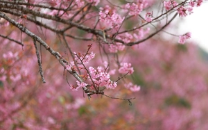 Bài tham dự sân chơi viết Chuyến xe mùa xuân: Chuyến xe ngày đoàn viên- Ảnh 2.