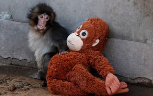 Japan arrests Americans over stunt at baby monkey Punch's zoo- Ảnh 2.