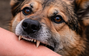 Vietnam’s Dak Lak issues urgent alert after 6 attacked by suspected rabid dog - Ảnh 2.