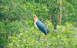 Busy melaleuca trading season unfolds in Vietnam’s U Minh amid quiet change- Ảnh 9.