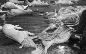 Hanoi schools ordered to review canteen food sources after 300-tonne diseased pork scandal- Ảnh 3.