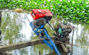 Vietnam’s Mekong Delta jackfruit farmers struggle amid price collapse- Ảnh 5.