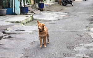 Suspected rabid dog attacks 3 people, multiple animals in Ho Chi Minh City ward - Ảnh 3.