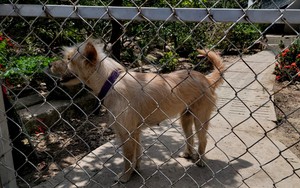 Dog, cat meat trade shrinks in Hanoi as households seek sustainable livelihoods- Ảnh 3.