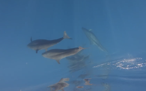 Whale sighting delights visitors in Vietnam’s Mui Ne waters - Ảnh 2.