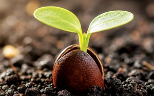 Quiz: Bạn thường trì hoãn điều gì?- Ảnh 4.