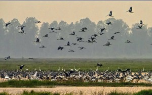 In this Vietnamese city, arrival of swallows brings both good fortune and cleaning challenges - Ảnh 2.