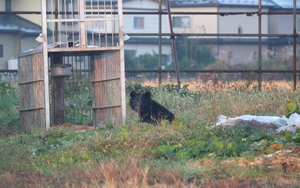 Japan testing AI-powered system to automatically repel bears - Ảnh 3.