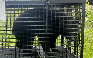 Japan testing AI-powered system to automatically repel bears - Ảnh 2.