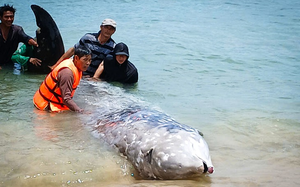 Vietnam’s nearly 400-year-old fishing village worships 2 giant whale skeletons- Ảnh 6.
