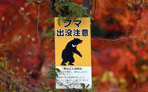 Bear hunt continues as Japanese city shuts schools for second day - Ảnh 5.